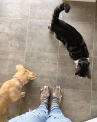 Throw away your old socks. Confuse Your Cat With These Realistic Paw Socks