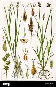 Image result for Carex leptosaccus