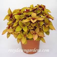 Image result for Coleus tetragonus