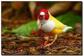 Bird With Red Head And White Chest Sign In Beautiful Birds Colorful Birds Pretty Birds
