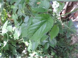 Image result for Tragia brevipes-benthamii-okanyu