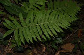 Image result for Christella chaseana