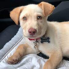 Husky Lab Mix Temperament And Puppy Stages Lab Husky Mix Facts