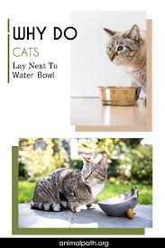 Why Do Cats Lay Next To The Water Bowl In 2020 Cats Cats And Kittens Water Bowl