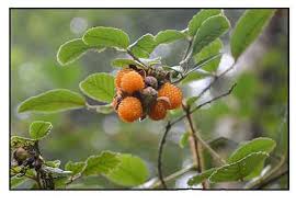 Image result for Rubus ellipticus