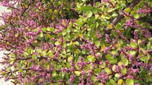 Portulacaria afra can also be used for home interior decoration. Elephants In Your Garden Portulacaria Altman Plants