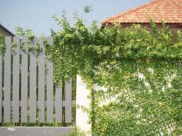 Find the perfect vines wall stock photos and editorial news pictures from getty images. Planting Vines In Your Yard Growing Vines In Landscapes
