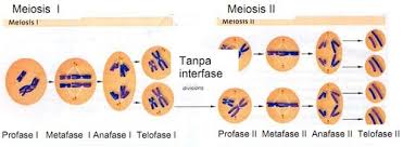 Sinyal seluler memberi tahu sel tempat membelah, yang menciptakan bidang pembelahan. Pembelahan Sel Jenis Mitosis Meiosis Perbedaan Fungsi