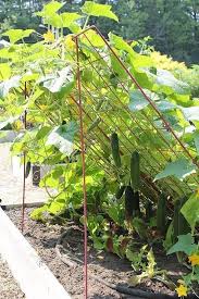 Raised Bed Cucumber Trellis How To Build A Raised Vegetable Garden Bed 39 S Garten Pflanzen Garten Hochbeet Garten