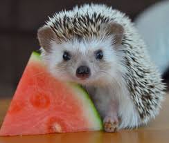Watermelon Hedgehog Hedgehog Pet Animals Beautiful Cute Animals