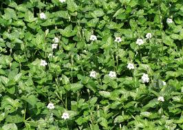 Image result for Asystasia