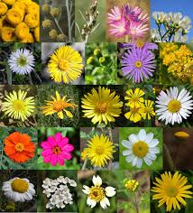 Image result for Satyrium orbiculare