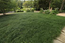Maybe you would like to learn more about one of these? Lawn Alternatives The Gateway Gardener