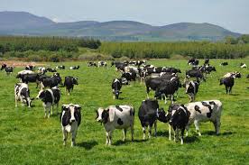Terima kasih telah mau berkunjung ke website saya dan jangan lupa baca artikel saya yang lainnya. Mengapa Bermimpi Sekumpulan Lembu Sebuah Buku Impian Sekumpulan Lembu Lembu Dalam Mimpi