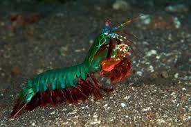 La famiglia dei crostacei, gli esseri viventi corazzati del mare, è piuttosto numerosa. Frutti Di Mare Swissveg