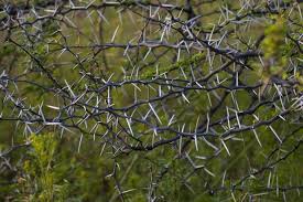 Other ant species that do not protect the trees from herbivores take over, and. Acacia Tree Gardenerdy