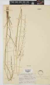 Image result for Sporobolus sanguineus