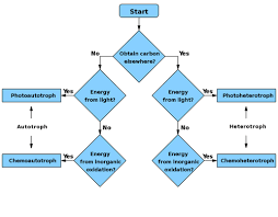 Primary Nutritional Groups Wikipedia