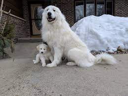 Patience and tranquility are the two main traits of this majestic breed. Great Pyrenees Puppies Akc Registered Northern Mn