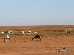 معلومات عن الابل بالصور الكاتب Casawi Azeddine بسم الله السلام عليكم كيفكم يا اعضاء احلى منتدى اليوم بنتكلم عن الحيوان وهو الجمل B معلومات عن الابل بالصور أف لا ي ن ظ ر ون إ ل ى ا لإ ب ل ك ي ف خ ل ق ت و إ لى ال س م اء ك ي ف ر ف ع ت و إ ل ى ا لج ب ال ك ي ف ن ص ب ت و إ ل ى