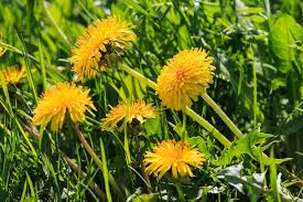 Die titelmelodie stammt von matthias raue und martin cyrus. Lowenzahn Essen Nahrstoffe Salat Rezepte