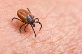 Un scurt film educativ despre cauza, simptomele, diagnosticul și tratamentul bolii lyme. Boala Lyme Totul Despre Borelioza