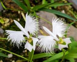 Image result for Habenaria petitiana