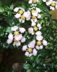 Image result for Malpighia coccigera