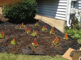 We did not find results for: Beginner S Gardening Guide How To Plant And Mulch Flowers Dengarden