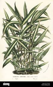 Image result for Pleioblastus fortunei