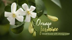 Floral scent is, as the name suggests, the scent that comes from flowers. Orange Jasmine A Small Flower With A Strong Scent Cgtn
