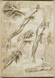 A Rare Glimpse Of Leonardo Da Vinci S Anatomical Drawings Da Vinci Drawings Da Vinci Painting Anatomy Art