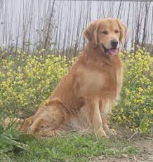 Check spelling or type a new query. Dfw Golden Retriever Breeders Dallas Fort Worth Texas