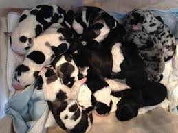 Check spelling or type a new query. Akc Great Dane Puppies For Sale In East Sparta Ohio Classified Americanlisted Com
