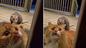 This Possum Eating Her Food And The Cat S Reaction Is Hilarious Animals Cats Cute Cats