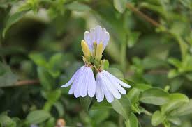 Image result for Sclerochiton hirsutus