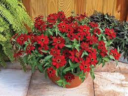 Profusion series won multiple prestigious awards: Profusion Red Zinnia Stokes Seeds