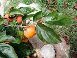 Ctra nacional 431 km 127, 7 empalme con isla cristina, 21410 isla cristina spain phone number: Persimmon Fruit Trees Kaki Flavoursome Spanish Friuit Trees Spain Info