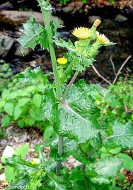 Image result for Sonchus asper