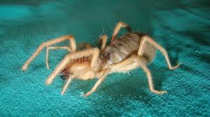 Camel spiders are also called wind scorpions or sun spiders. 87 Beste Camel Spider Bilder Stock Fotos Vektorgrafiken Adobe Stock