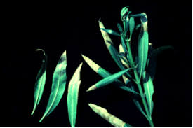 Image result for xylella fastidiosa oleander symptoms