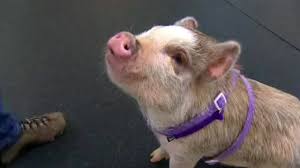 That Ll Do Pig Baby Pig Joins Dog Training Class Abc7 Chicago