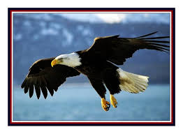 American eagle indoor range training. American Bald Eagle Flight Usa Bird Counted Cross Stitch Pattern 769572904054 Ebay
