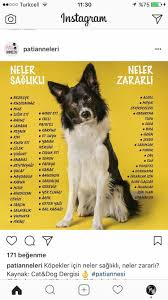 Belman Ince Caglar Adli Kullanicinin Can Dostlarimiz Panosundaki Pin Somon Meyve Alkol