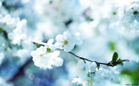 You can also download these background images on your mac computer. 40 Beautiful Flower Wallpapers For Your Desktop Mobile And Tablet Hd Wallpapers