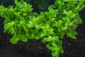 Image result for Bacopa monnieri