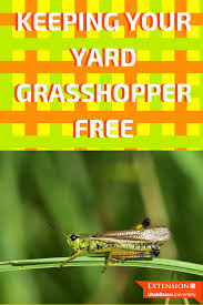 However, in some years large populations may build up in foothills and rangelands, especially after in contrast, two other common garden pests in the order orthoptera, crickets and katydids, have long antennae. Pin On Pest Management