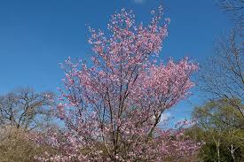 80 years later, cherryhill is still 100% australian owned and our family proudly carries on our cherry growing tradition with diligence and passion to produce australia's finest cherries. Cherry Trees Buying Growing Guide Trees Com