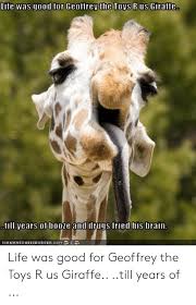 Lite Was Good For Geoffrey The Toys R Us Giratfe Till Years Of Booze And Drugs Fried His Brain Icanhaschee2burger Oom Life Was Good For Geoffrey The Toys R Us Giraffe Till