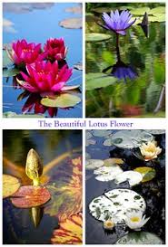 Although cultures have largely dubbed. So Many Types Of Lotus Flowers Jean Pritchard Flickr